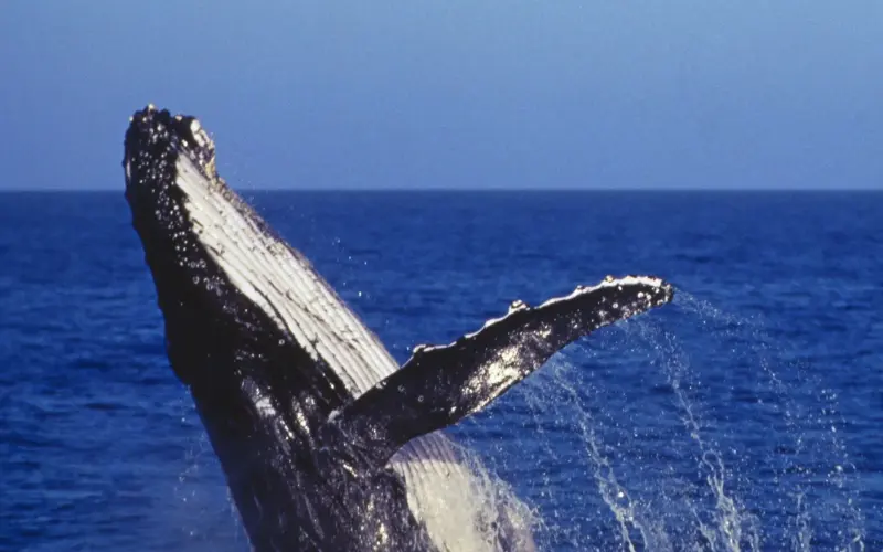Whale Watching in Mirissa: Everything You Need to Know
