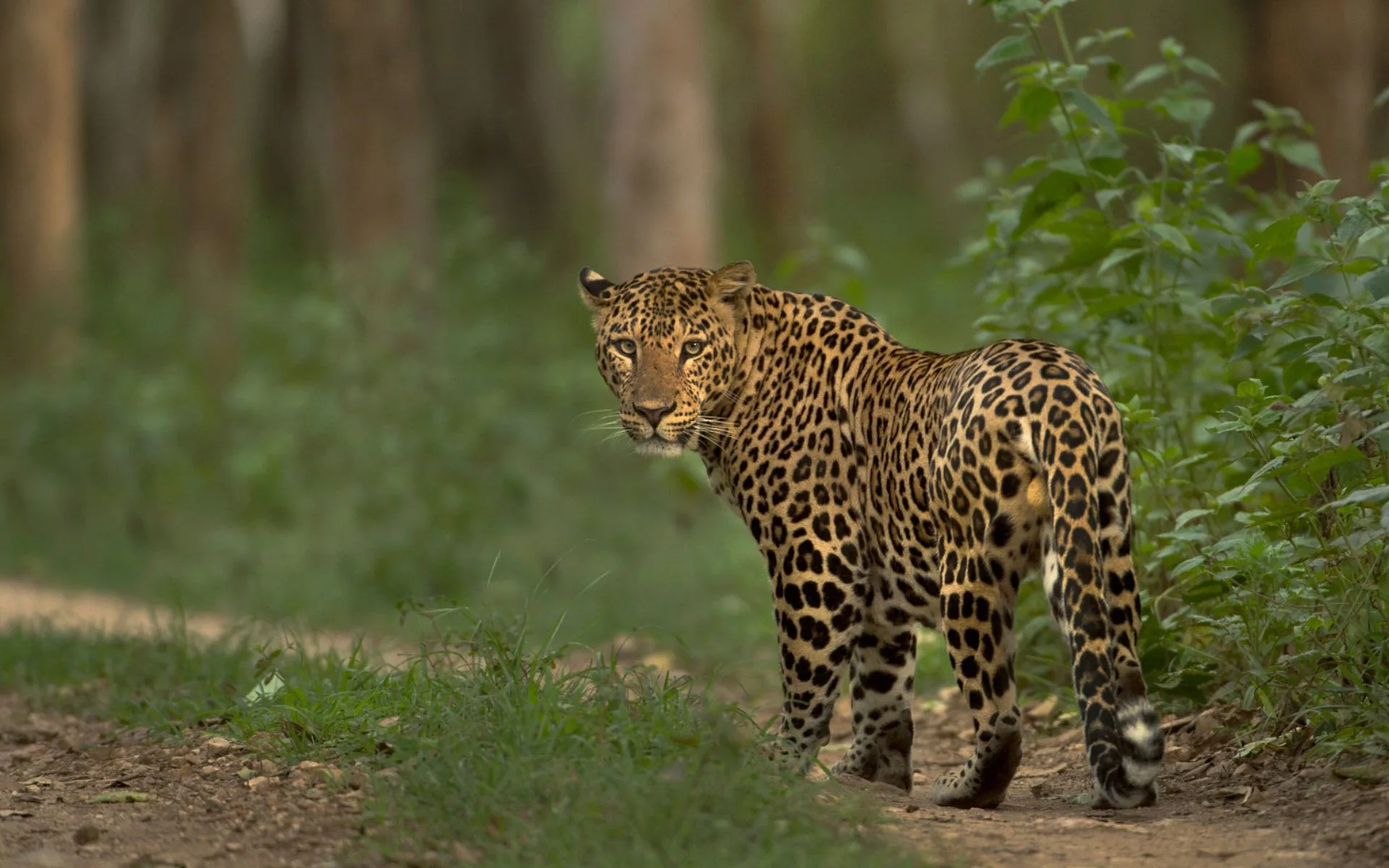 Yala National Park, Sri Lanka