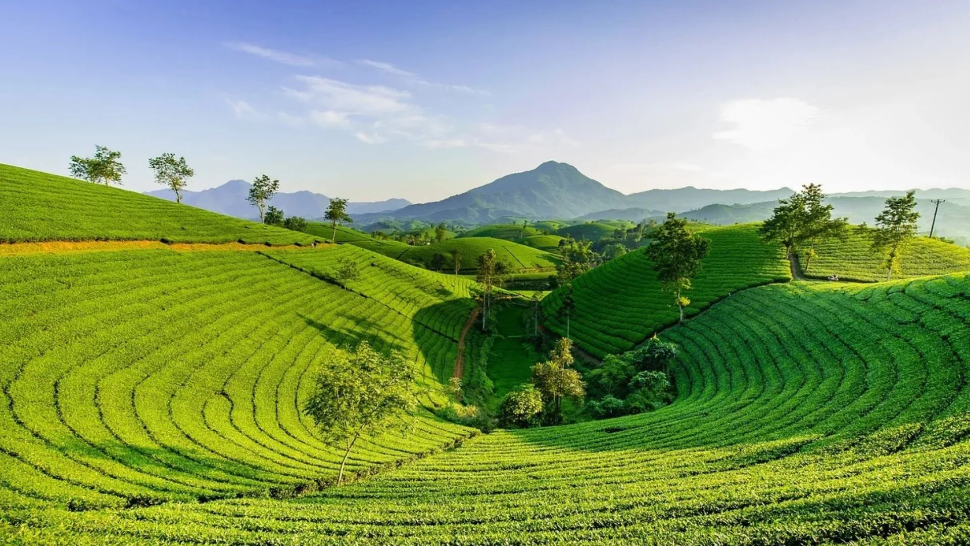 Wander through emerald tea country.